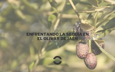 Enfrentando la sequía en el olivar de Jaén
