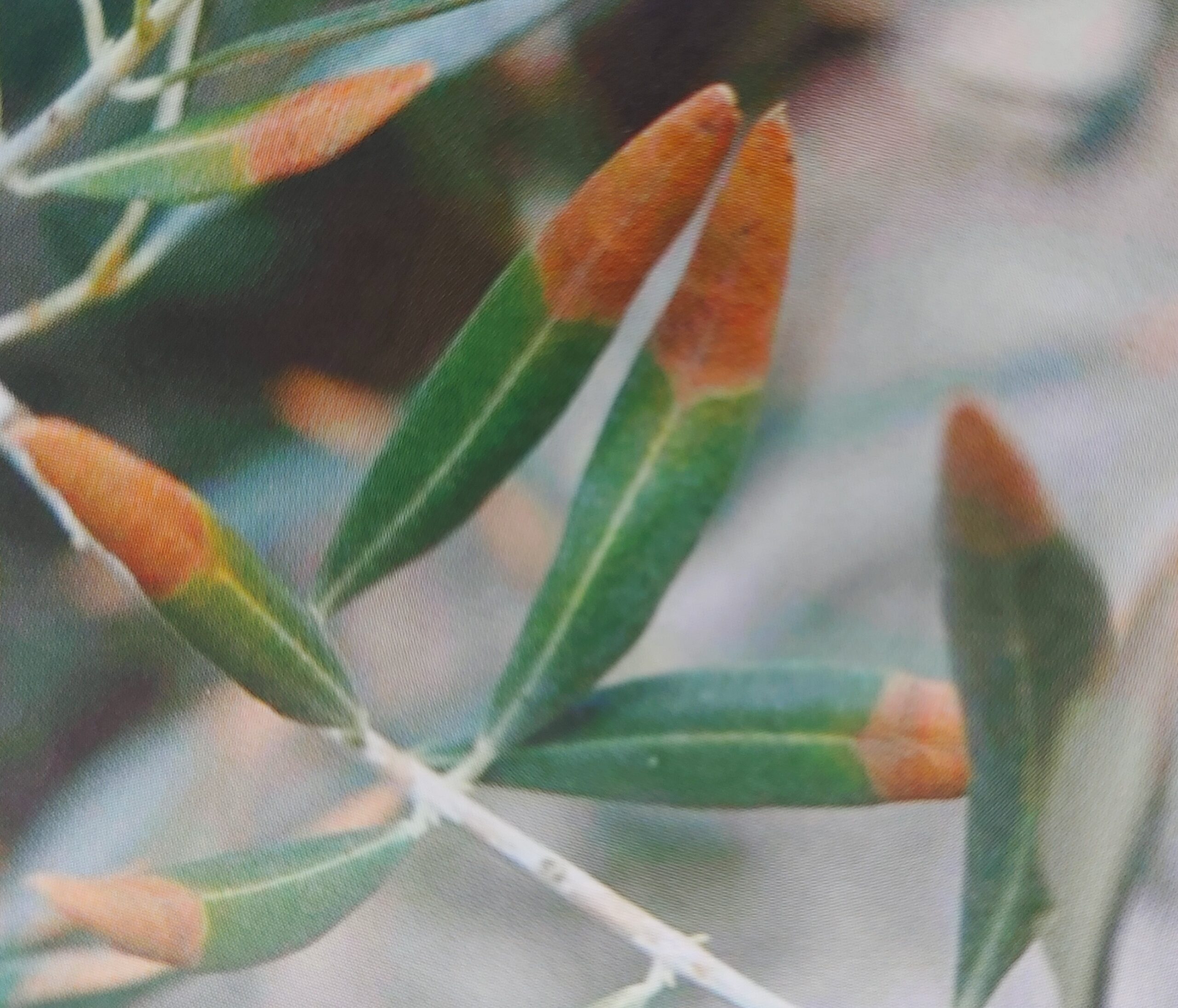 Hoja oliva con deficiencia de potasio