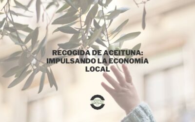 Recogida de aceituna en Jaén: Impulsando la economía local