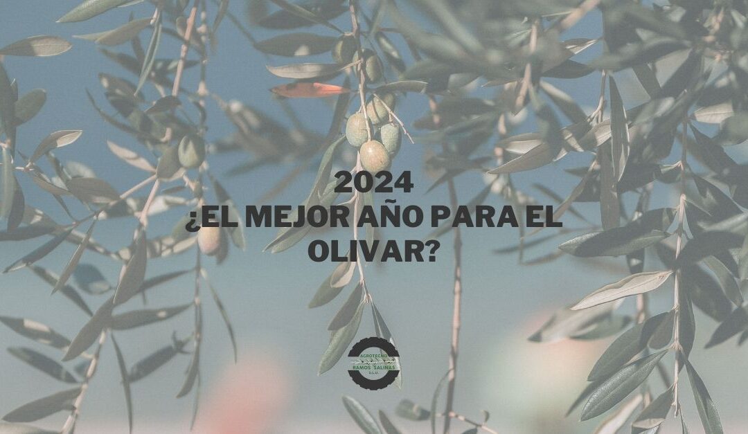 2024 olivar