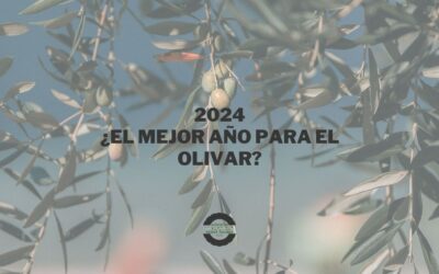 2024 ¿EL MEJOR AÑO PARA EL OLIVAR?