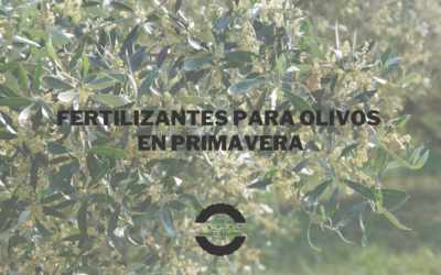 Fertilizantes para Olivos en Primavera