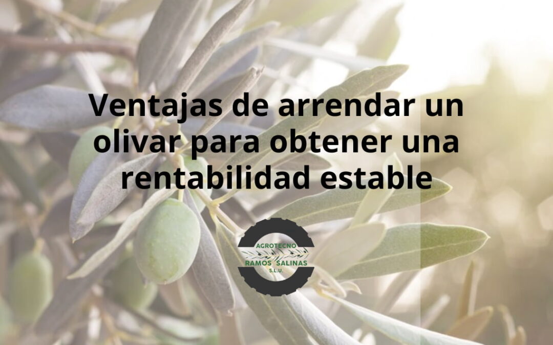 Ventajas de arrendar un olivar para obtener una rentabilidad estable