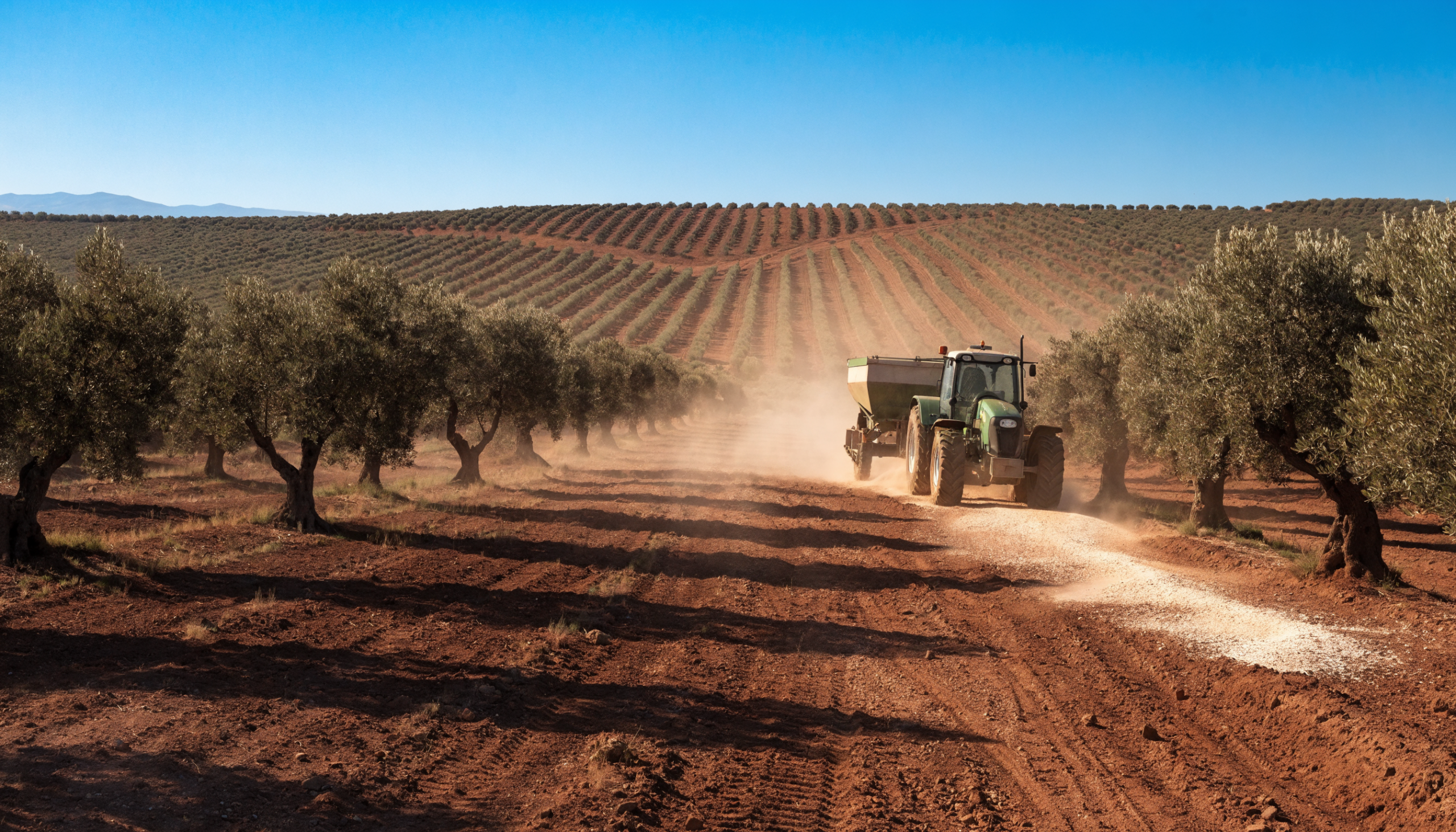 Tractor con abonadora aplicando abono granulado entre las calles de un olivar tradicional en Jaén