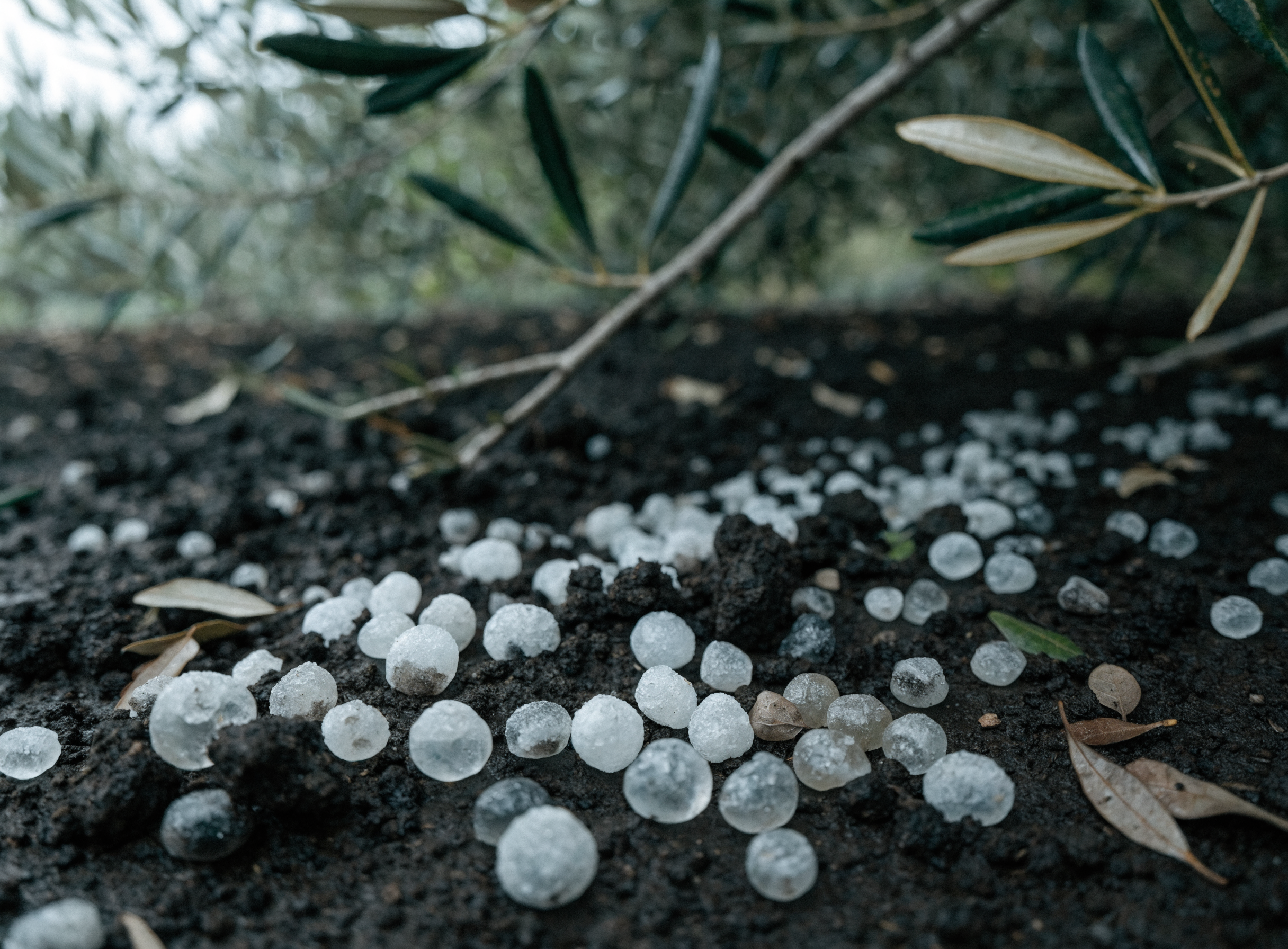 Gránulos de abono potásico disolviéndose sobre suelo húmedo bajo la copa de un olivo de secano tras una tormenta de verano