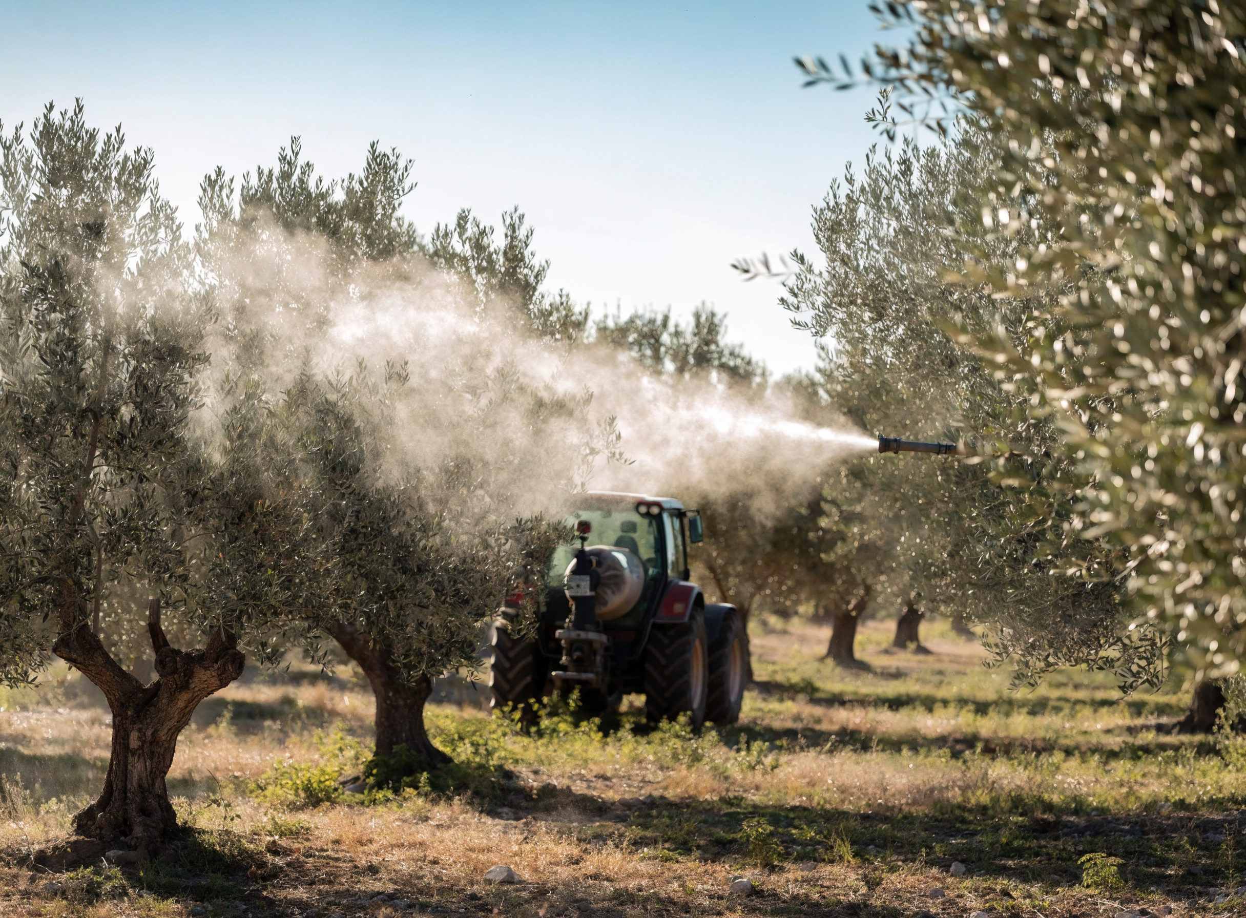 Tractor con atomizador aplicando abono foliar sobre olivos en primavera en un olivar de Jaén
