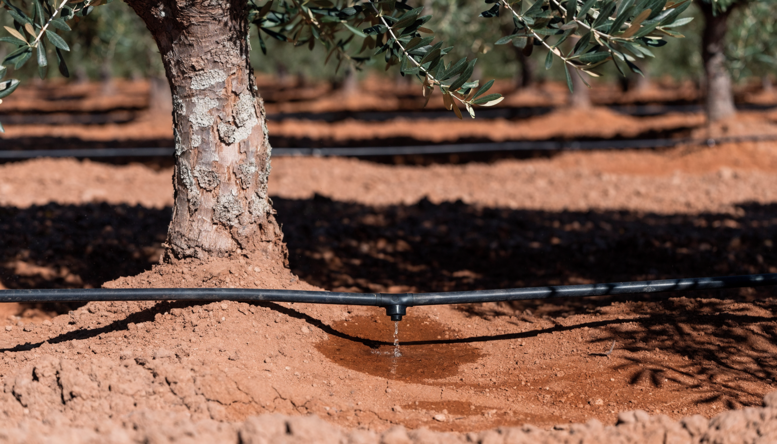 Gotero de riego localizado aplicando abono líquido potásico al pie de un olivo en agosto en olivar intensivo de regadío