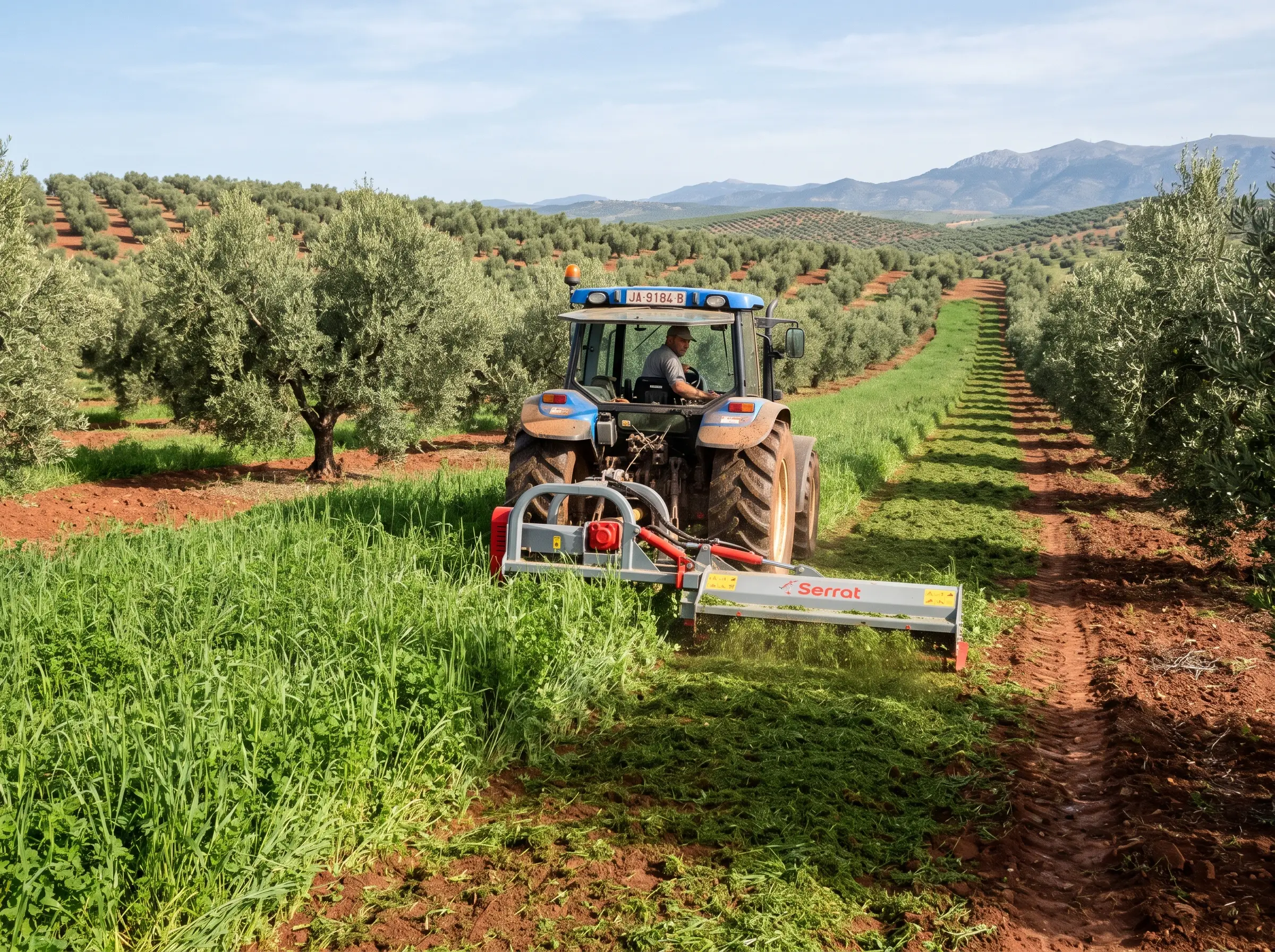 Desbroce y gestión de la hierba con cubierta vegetal entre calles de olivos en Jaén